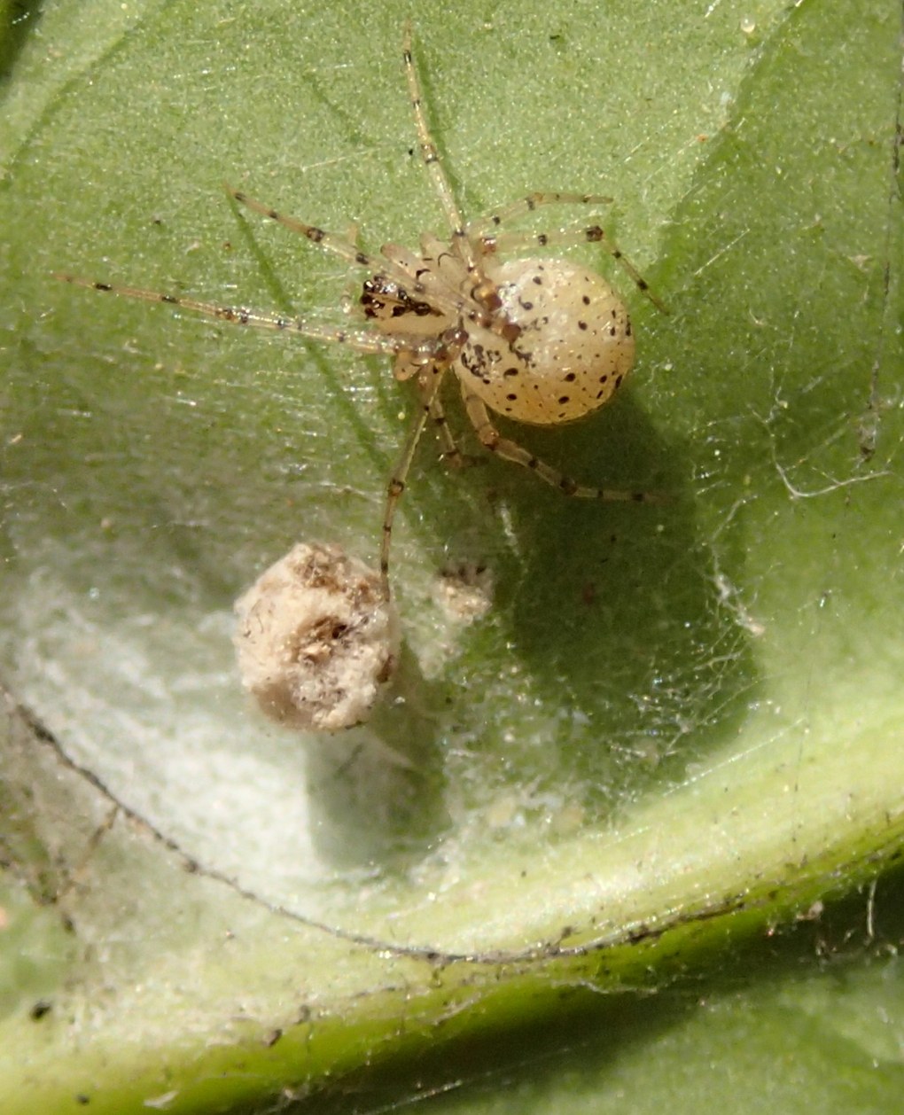 Theridiidae: Platnickina nigropunctata - Motta di Livenza (TV)